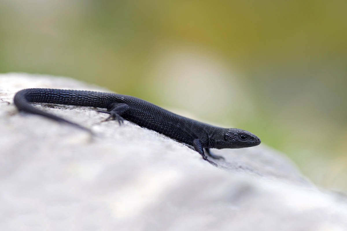 Черная живородящая ящерица