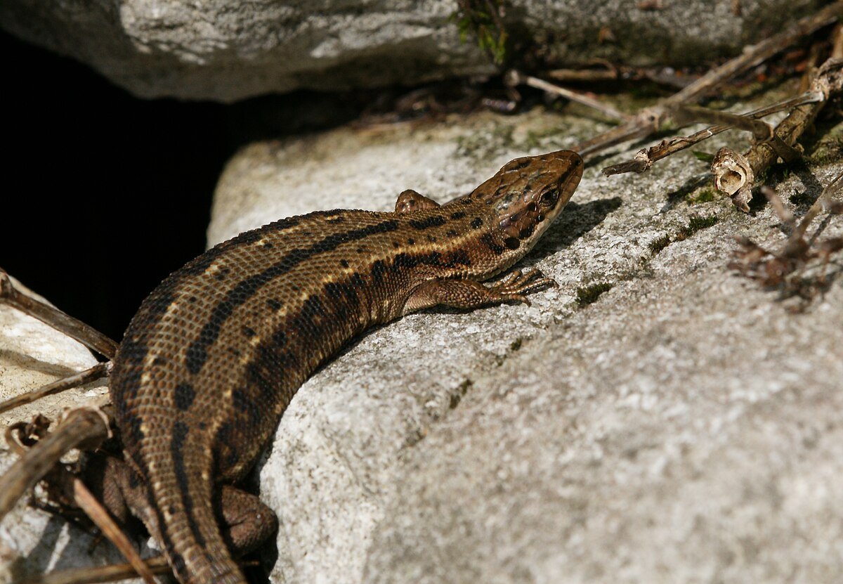 Живородящая ящерица (Lacerta vivipara) черная