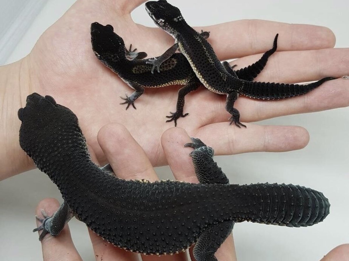 Эублефар Блэк Найт