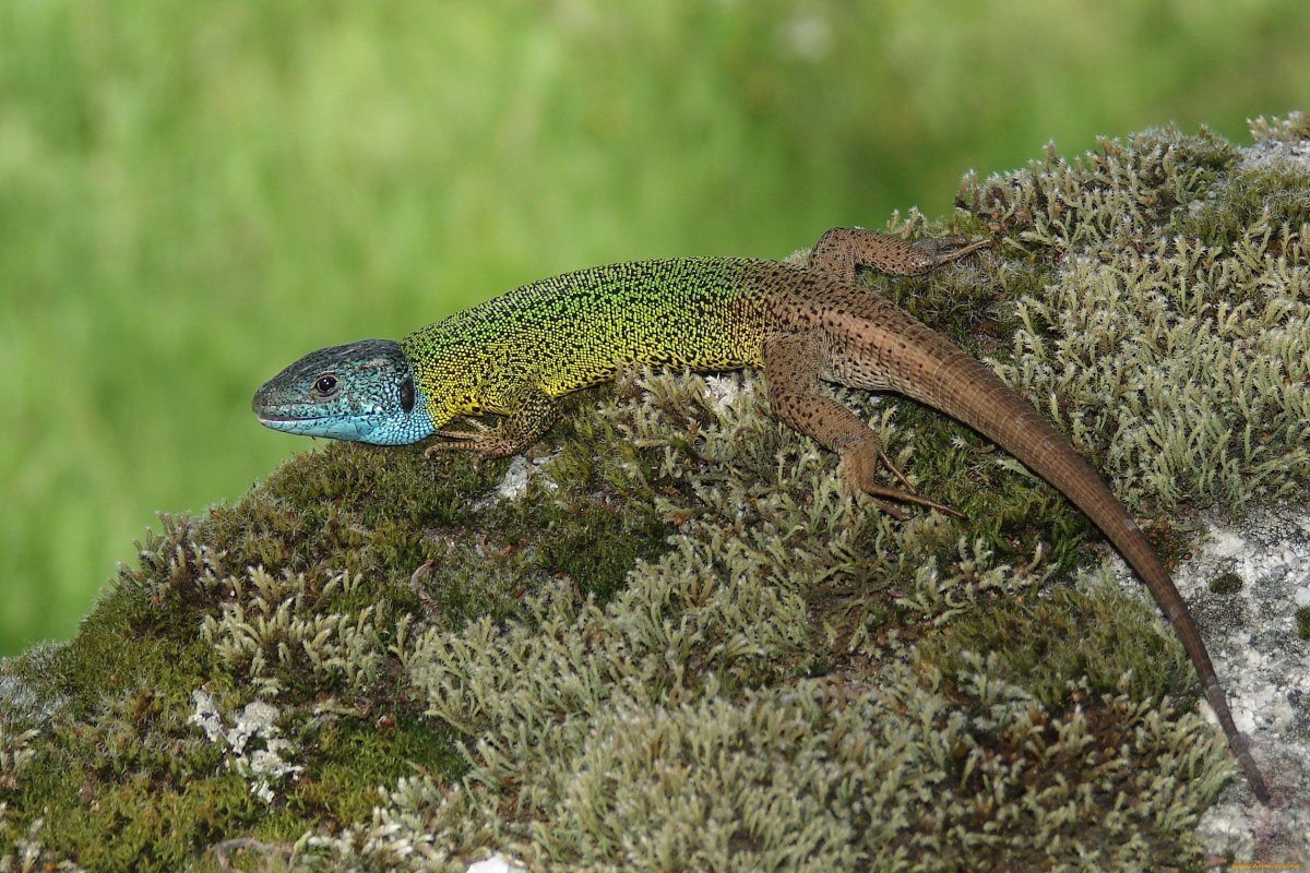 Живородящие ящерицы Урал