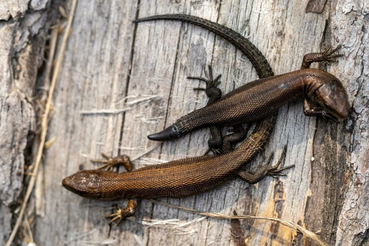 Живородящая ящерица самец Байкал