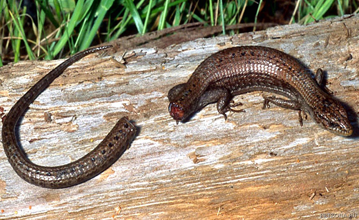 Прыткая ящерица отбрасывает хвост