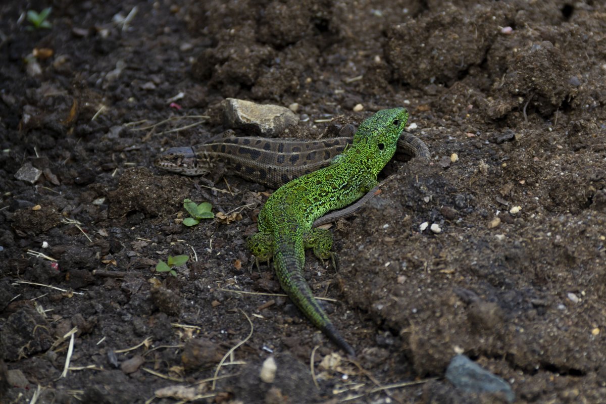 Ящерица прыткая горнокрымская
