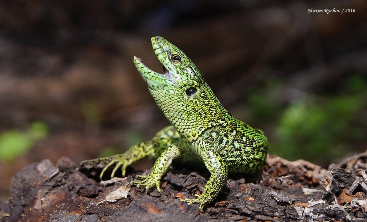 Ящерица Lacerta Agilis