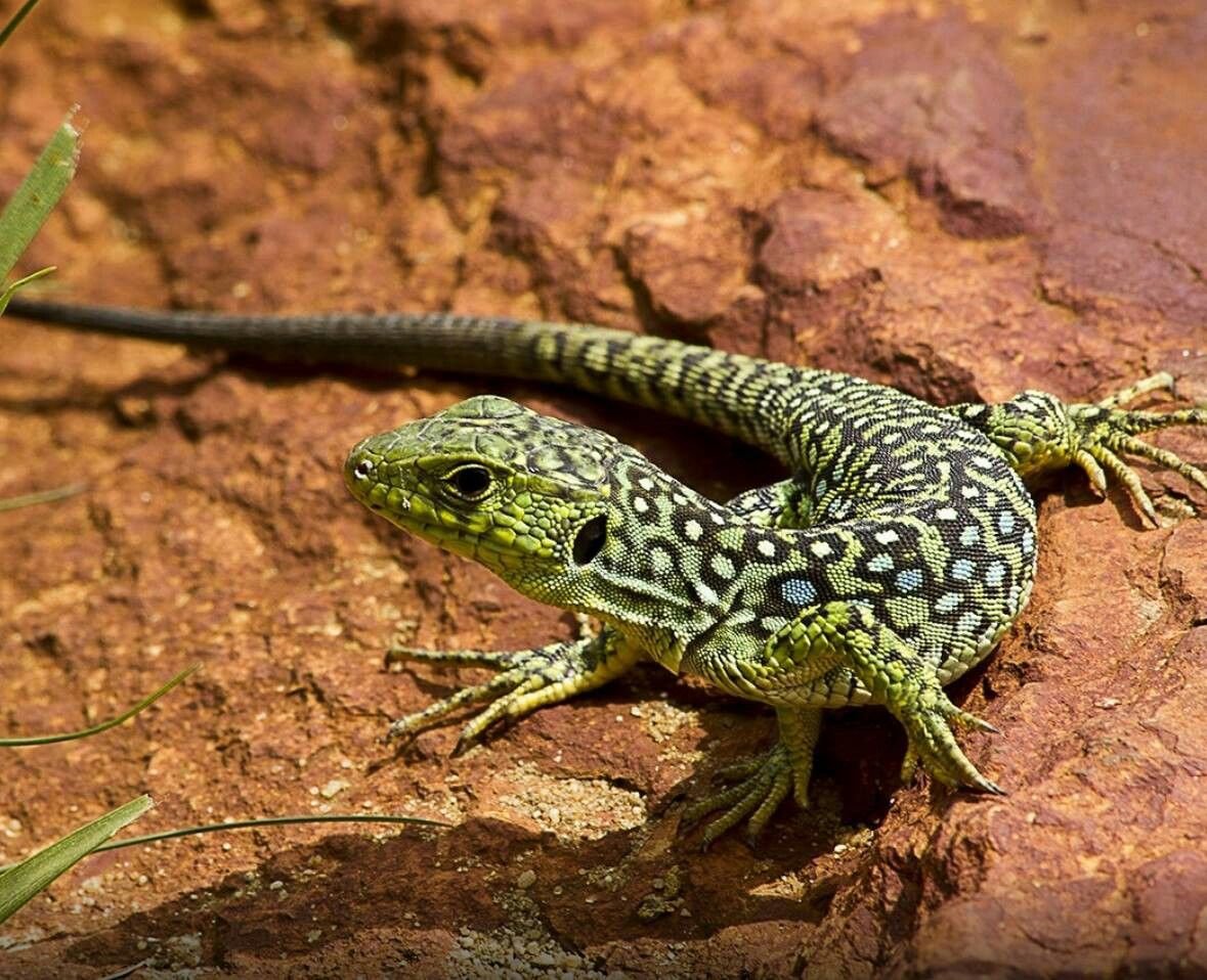Ящерицы Курганской области