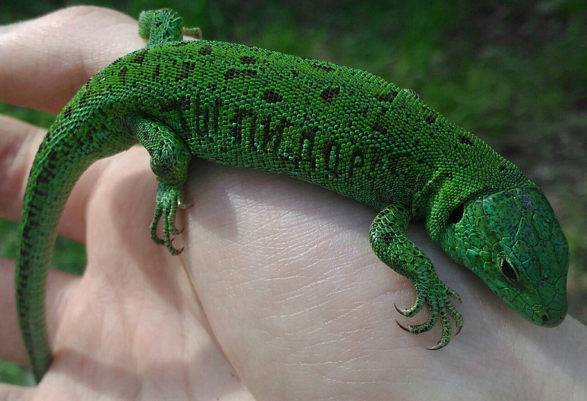 Прыткая ящерица Lacerta Agilis Максим Рыжов