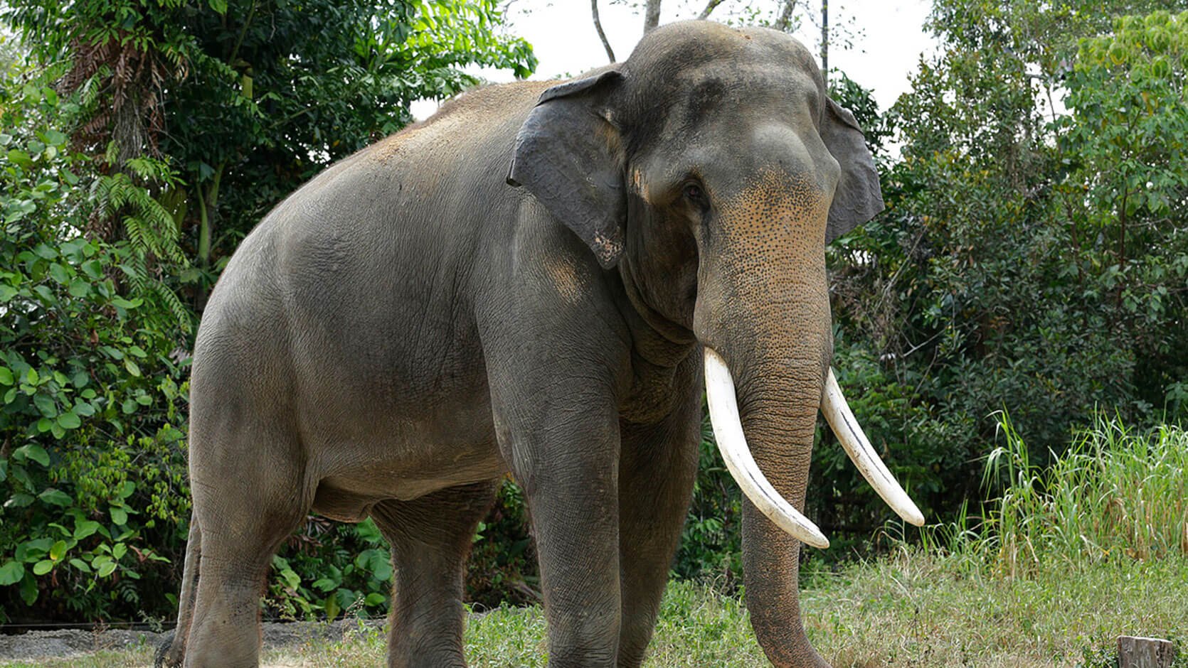 Известно что индийский слон. Азиатский индийский слон. Индийский слон слон. Гималайский слон. Индийский слон с бивнями.