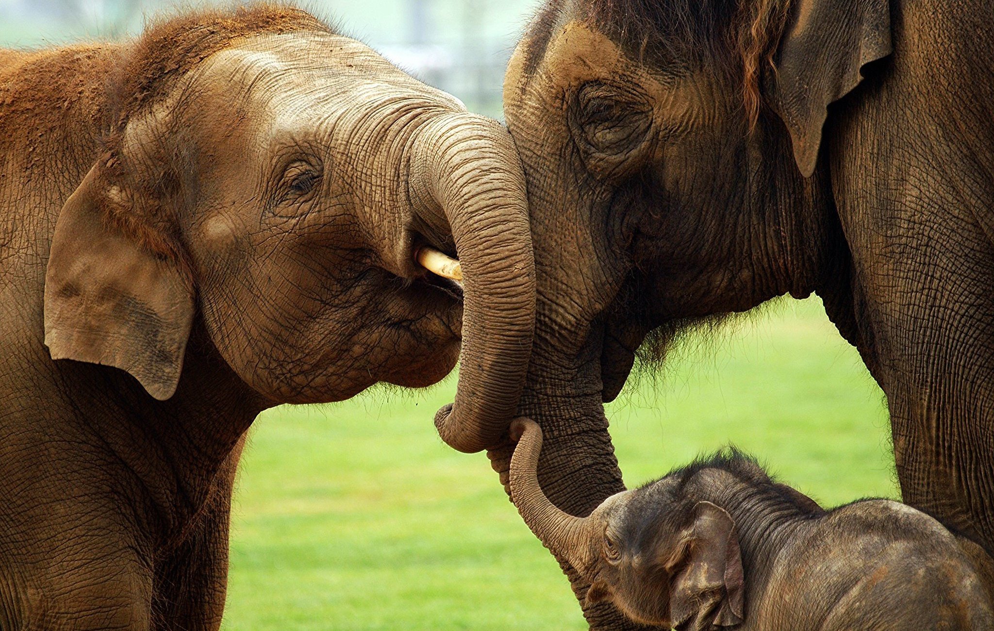 Animals org. Красивые слоны. Семья слонов. Детеныши животных. Милые слоны.