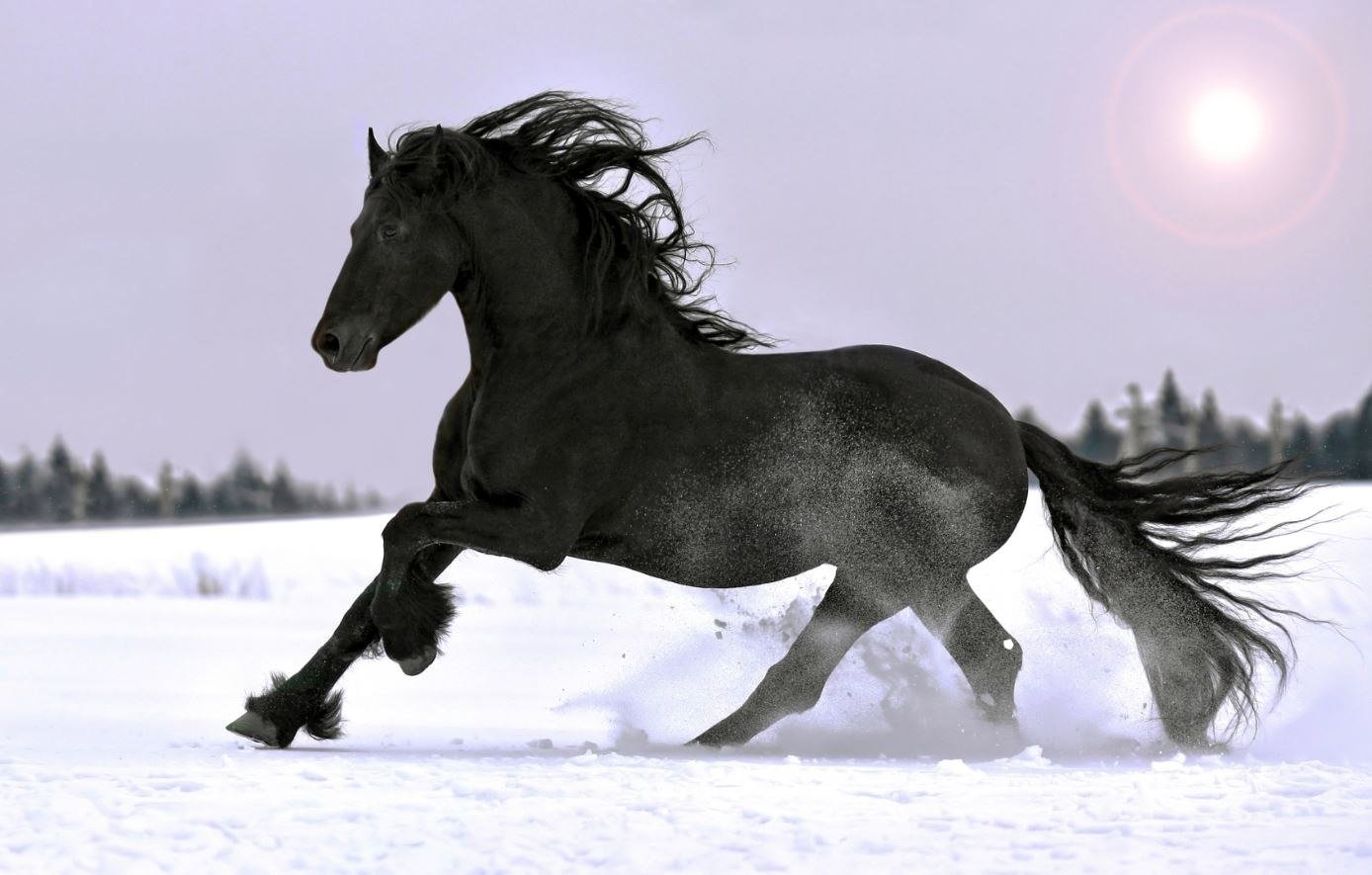 Конь мой вороной. Вороная Фризская лошадь зима. Лошадь бежит. Лошадь скачет. Лошади в снегу.