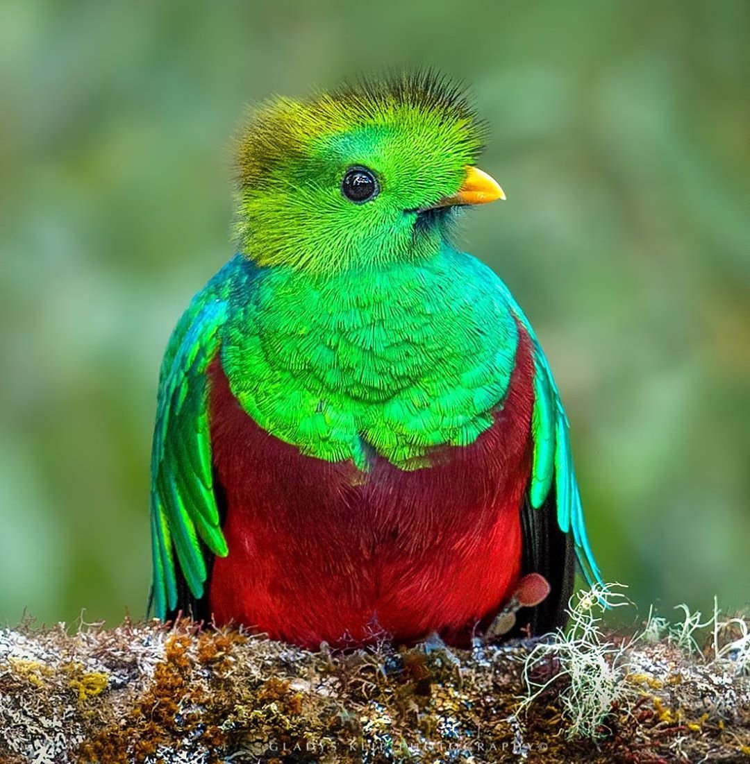 Золотоголовый Кецаль