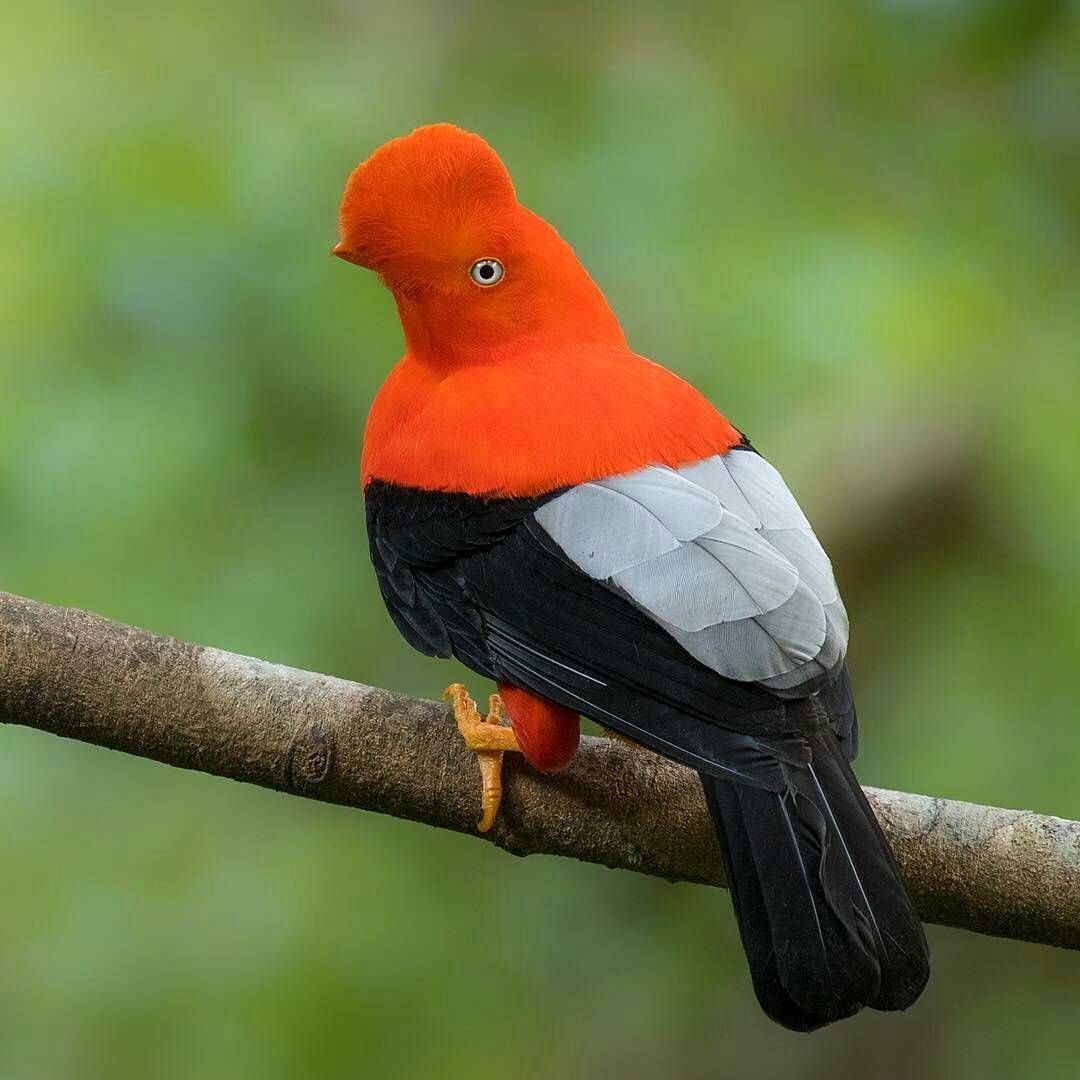 Andean cock-of-the-Rock