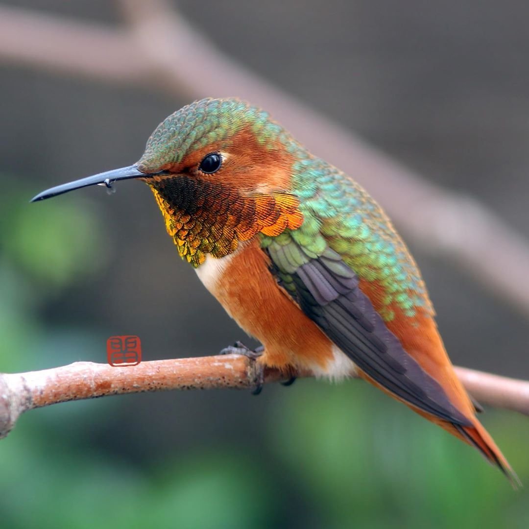 Рыжая Колибри