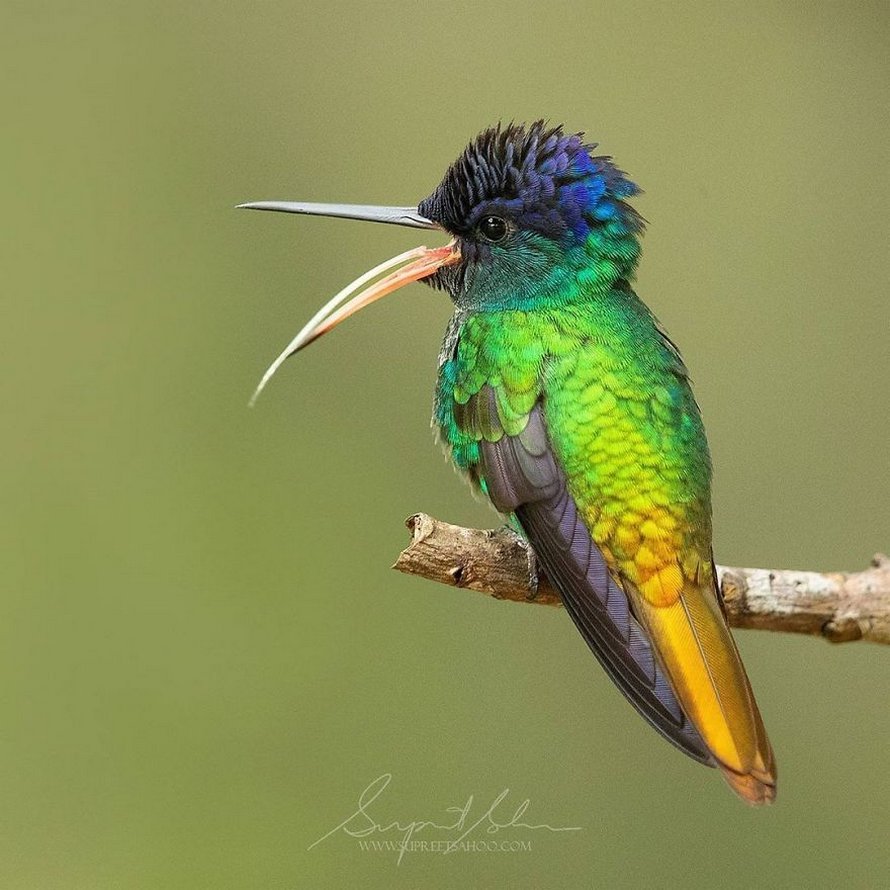 Национальная птица Перу