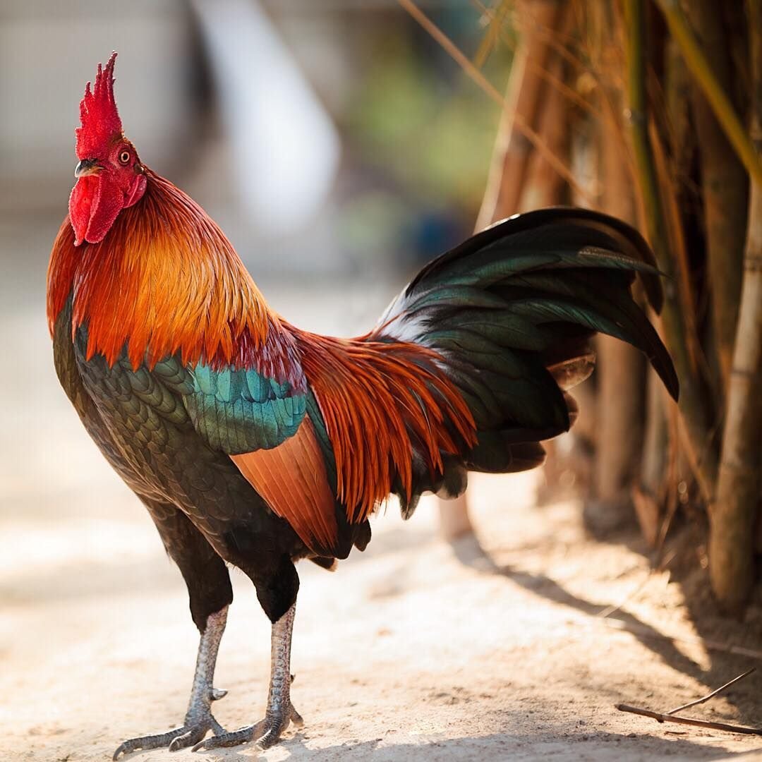 Индийский петух