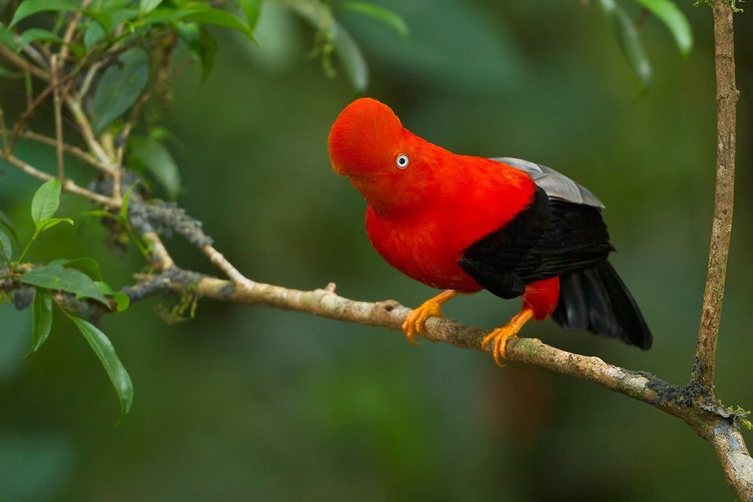 Экзотические птицы