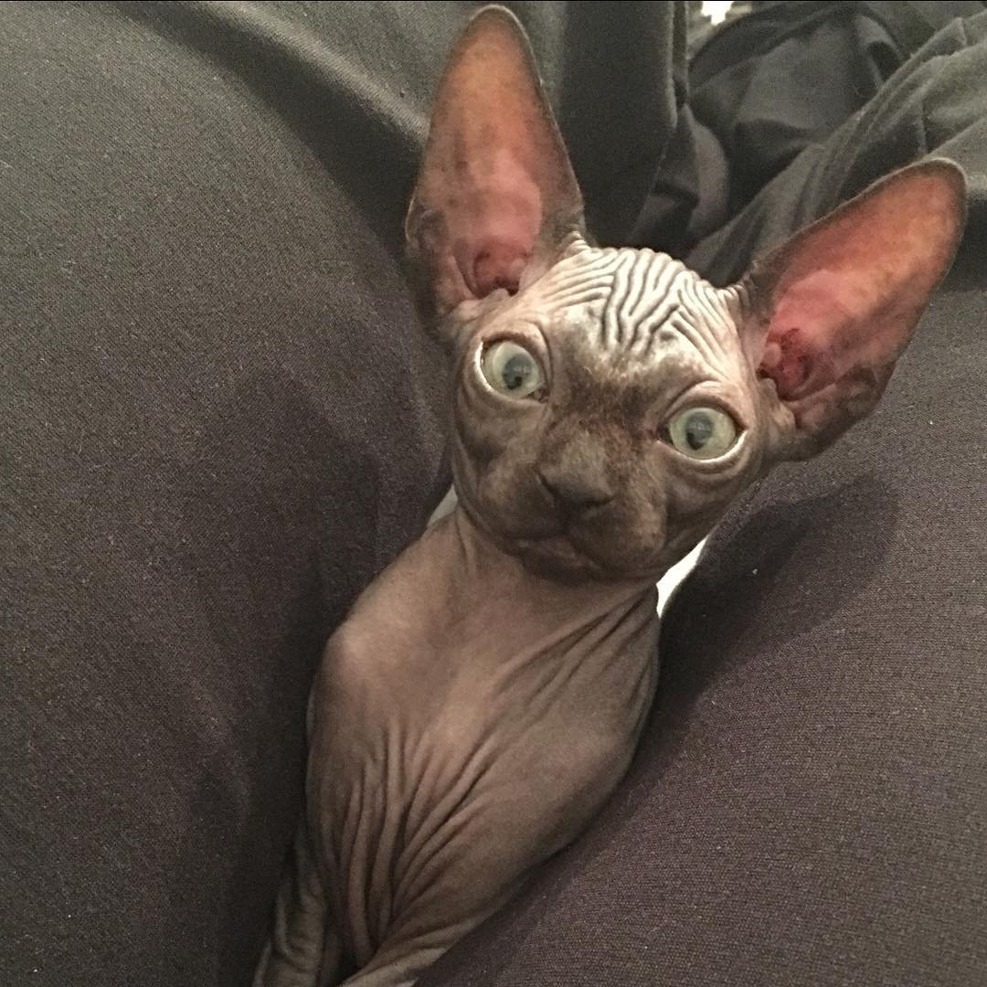 Сфинкс кошка взрослая