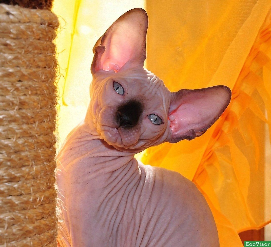 Канадский сфинкс