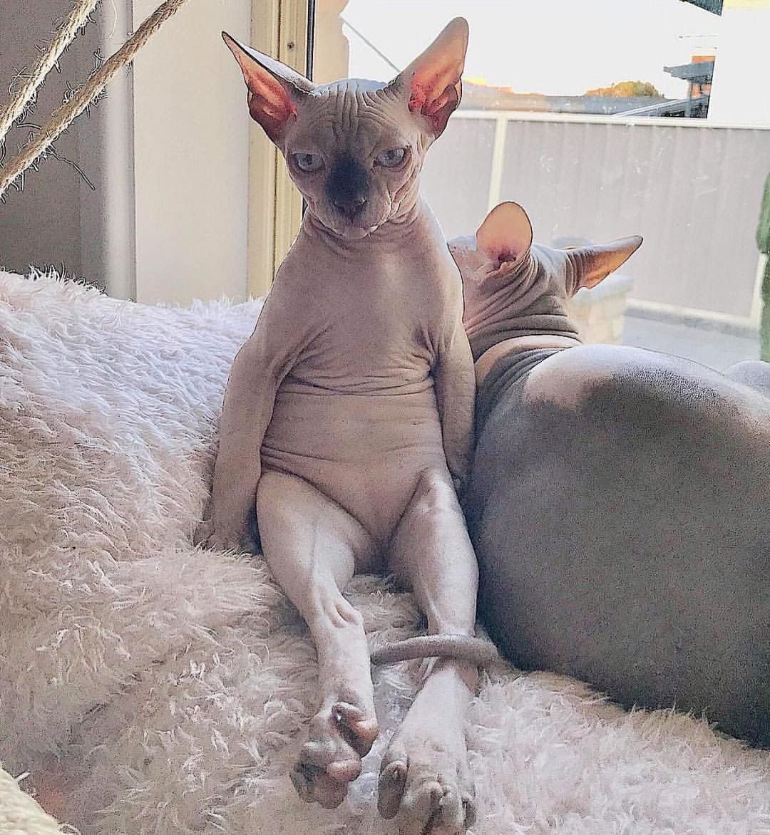 Донской сфинкс упитанный