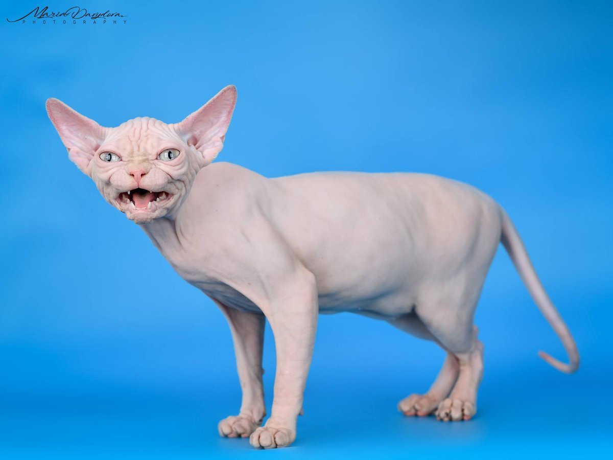 Канадские сфинксы мяукают