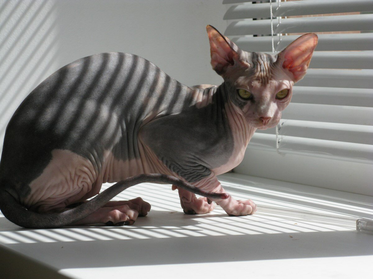 Канадский сфинкс биколор