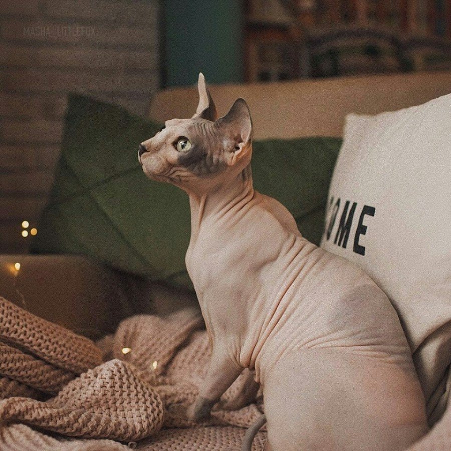 Сфинкс кошка на диване