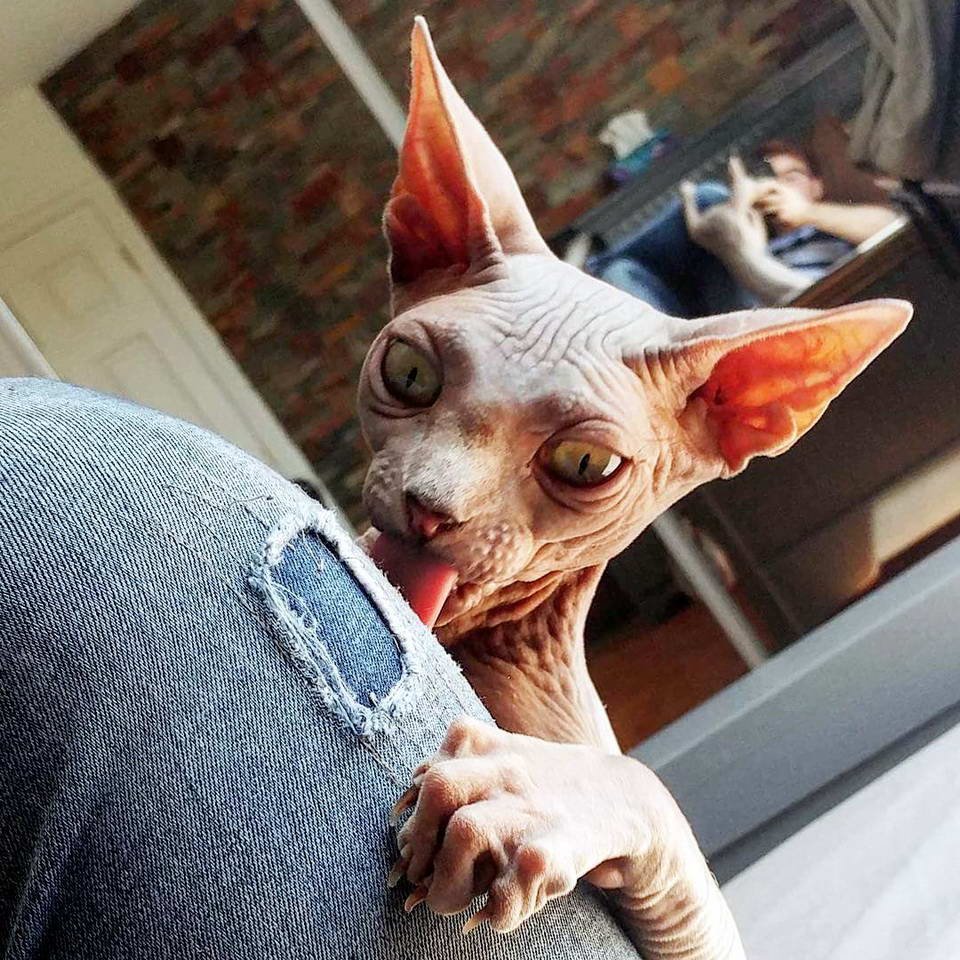 Лысая кошка сфинкс характер