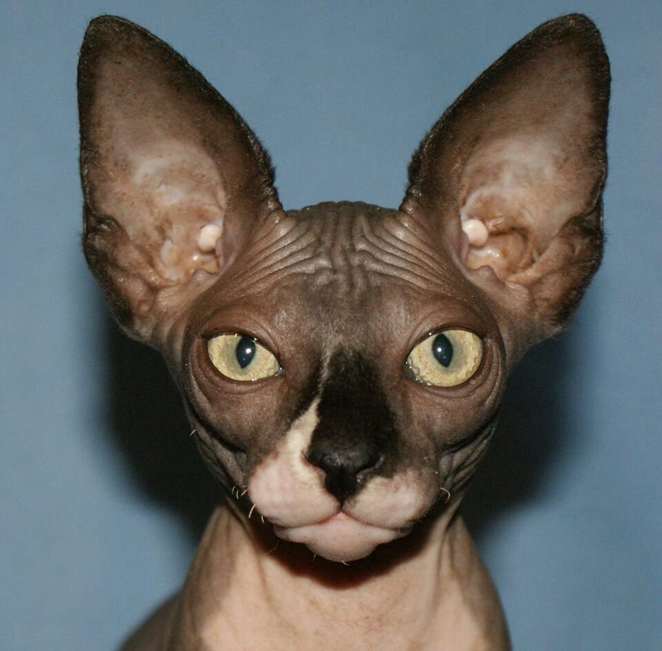 Кот сфинкс морда