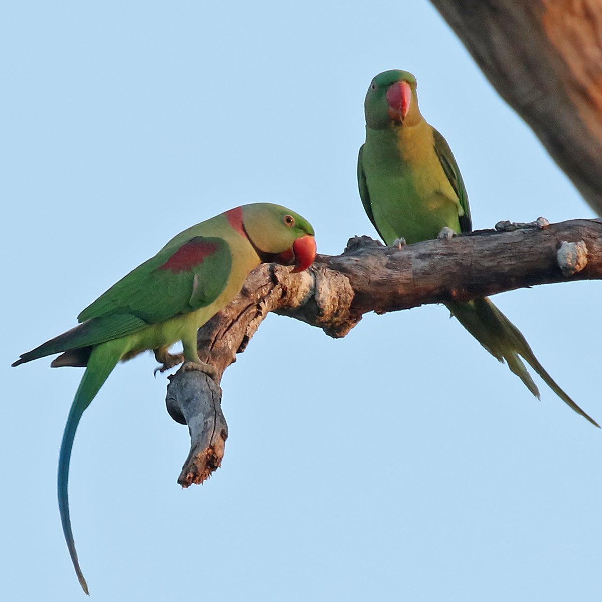 Александрийский кольчатый попугай