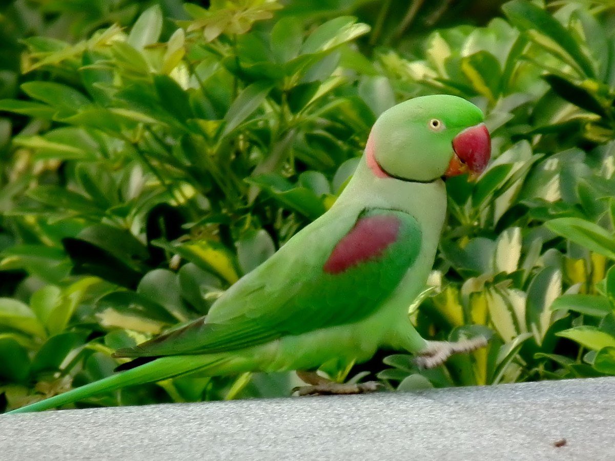 Александрийский ожереловый попугай
