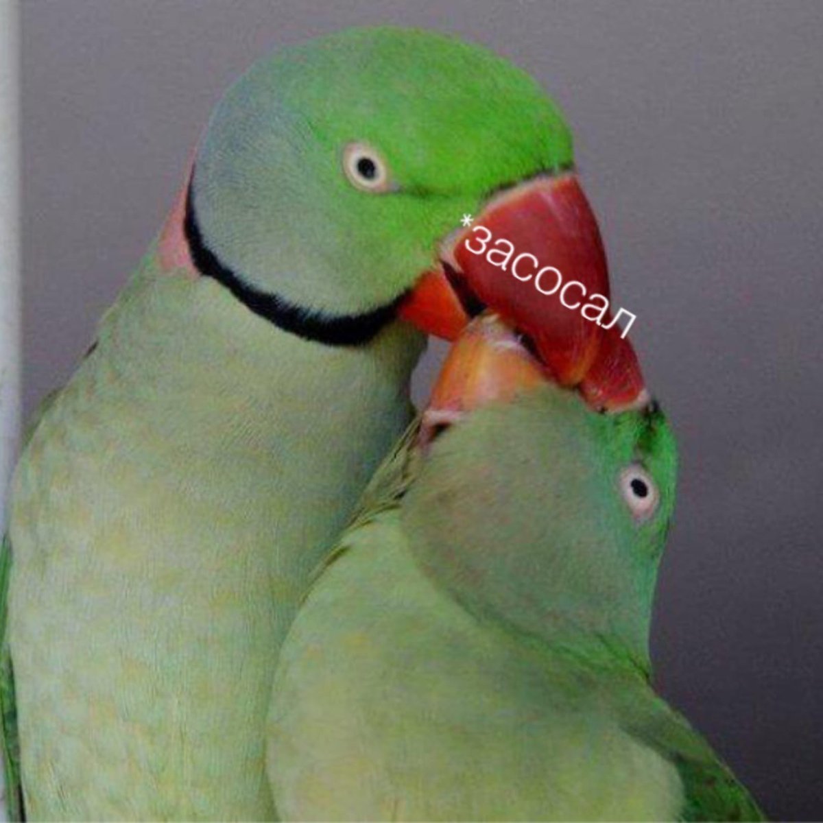 Александрийский попугай самка