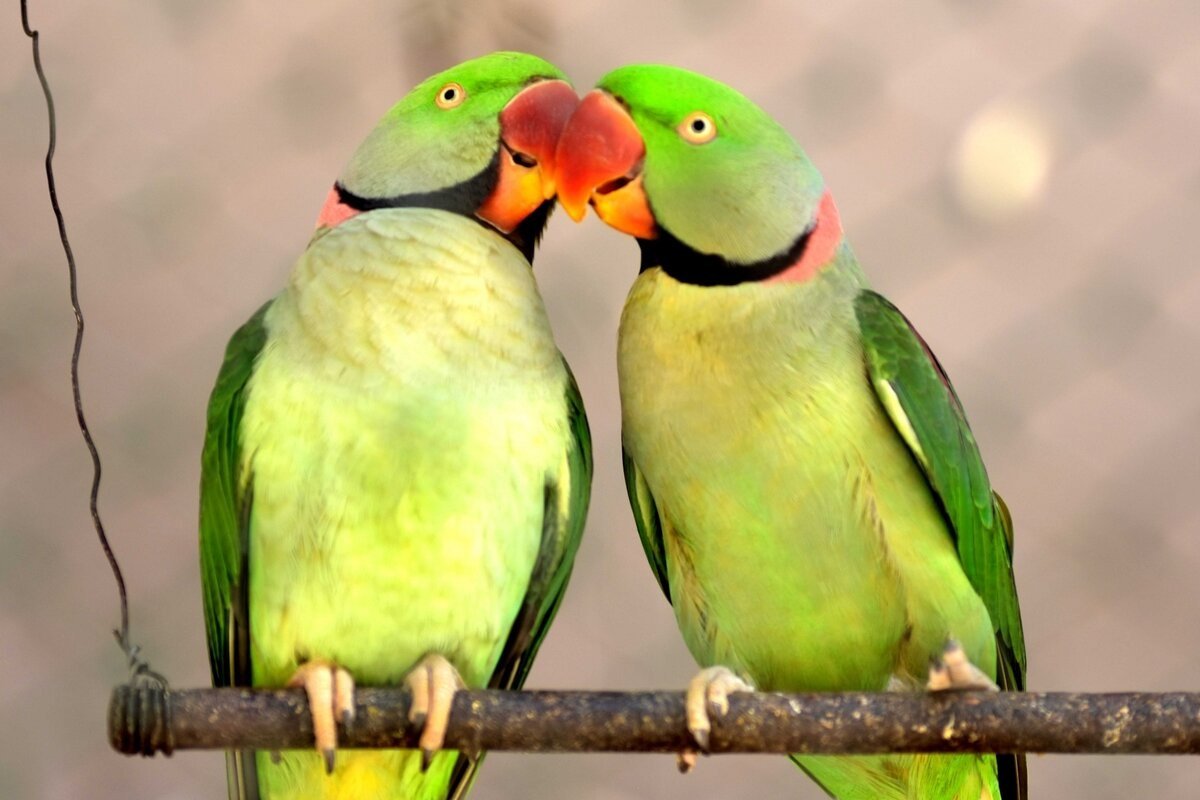 Попугай кольчатый ожереловый