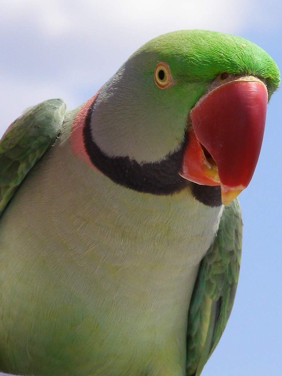 Александрийский кольчатый попугай