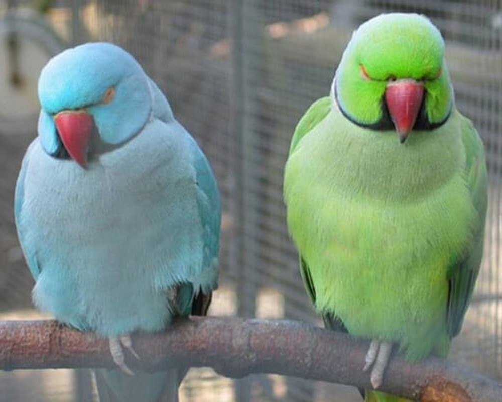 Ожереловый попугай голубой