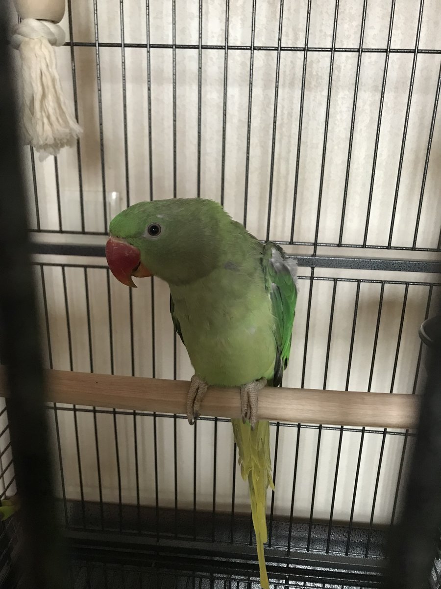 Александрийский попугай самка