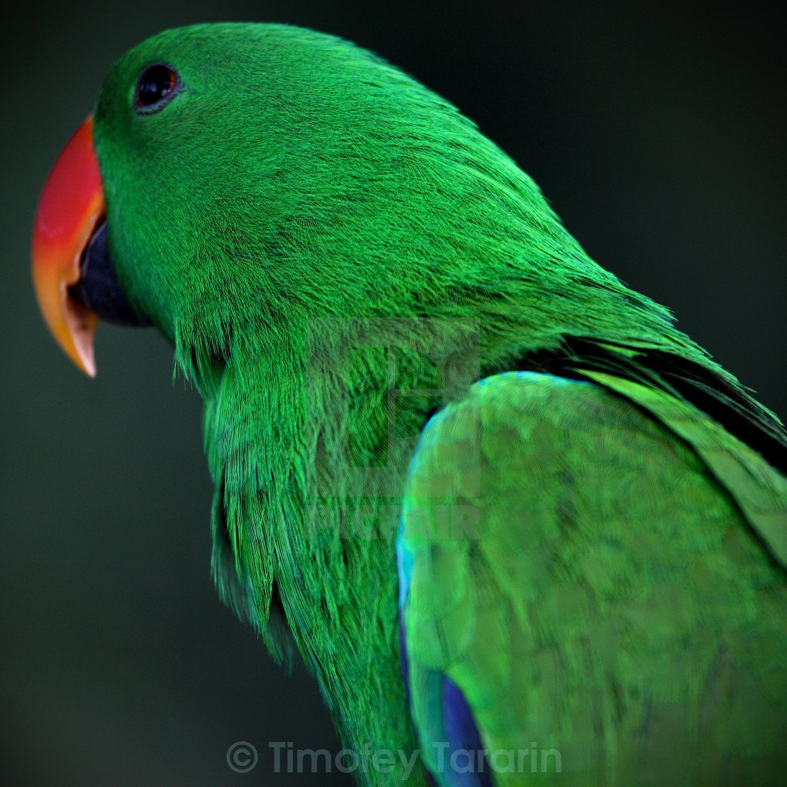 Изумрудный ожереловый попугай