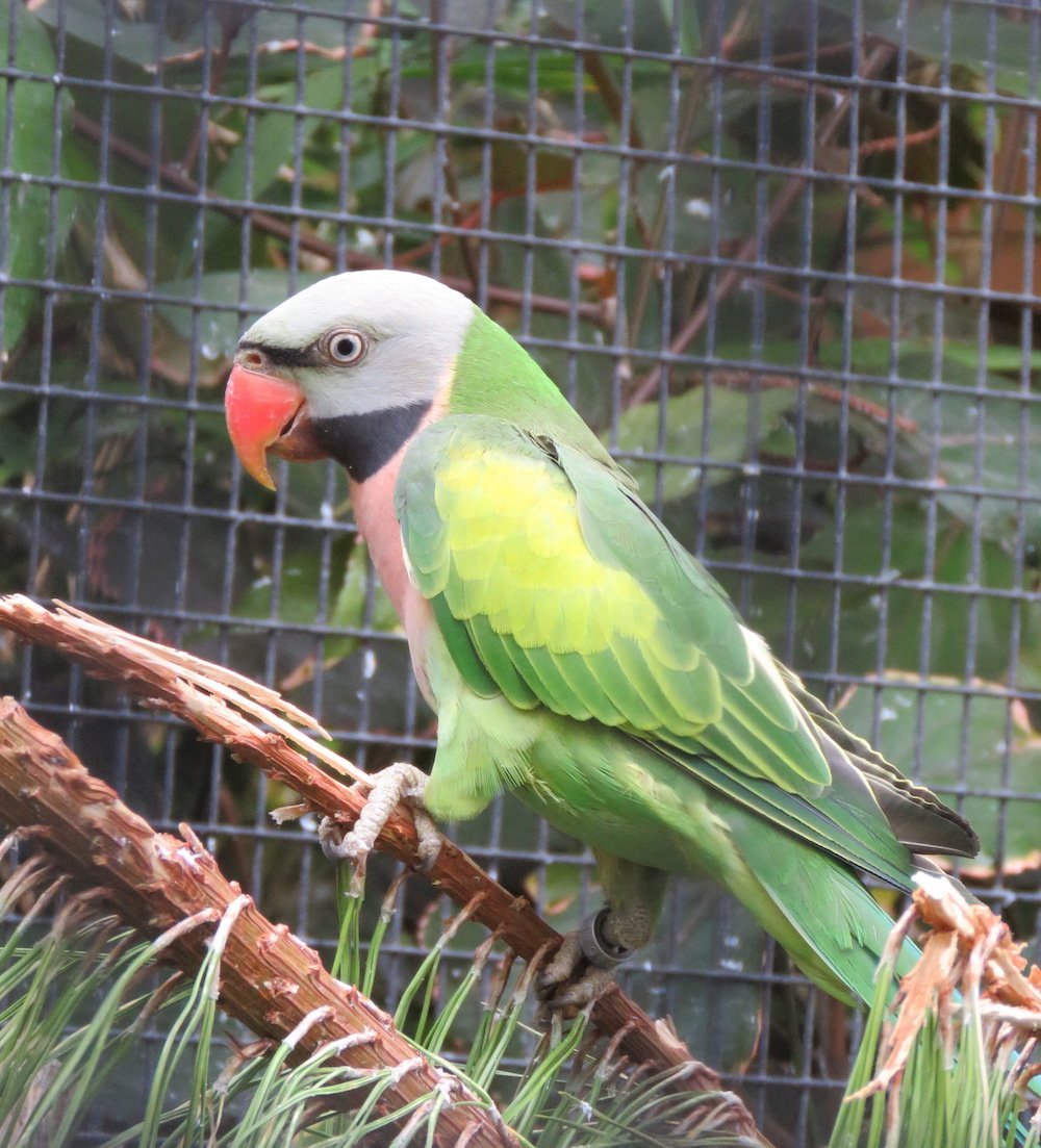 Ожереловый попугай расцветки