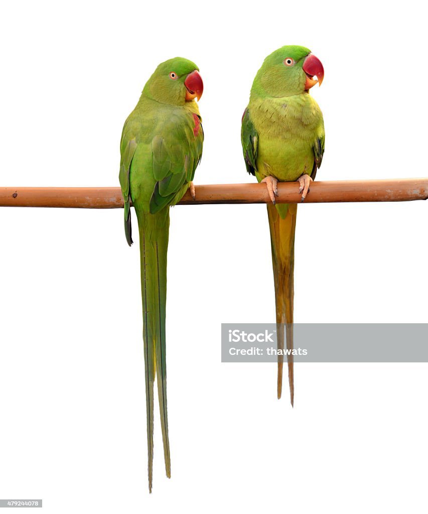Александрийский попугай на белом фоне