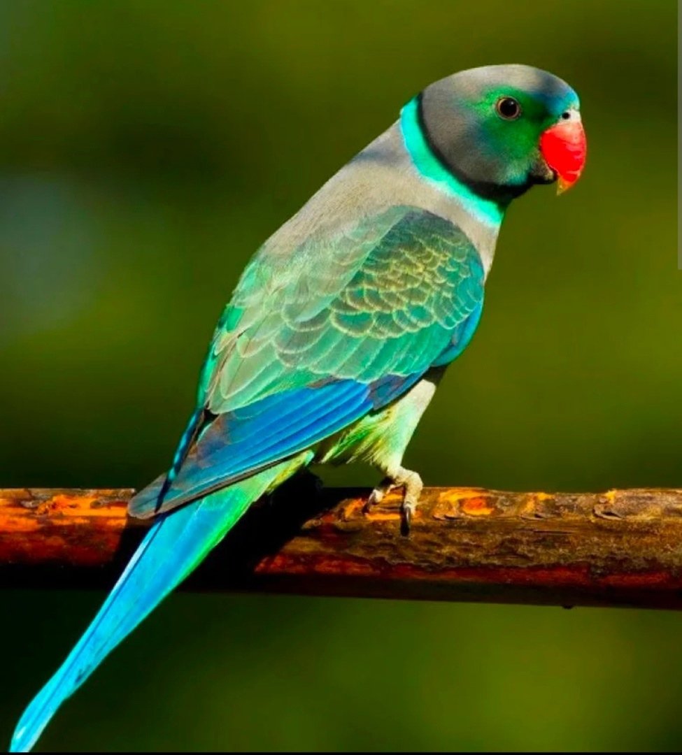 Малабарский ожереловый попугай