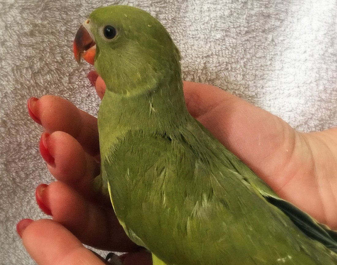 Ожереловый попугай молодой
