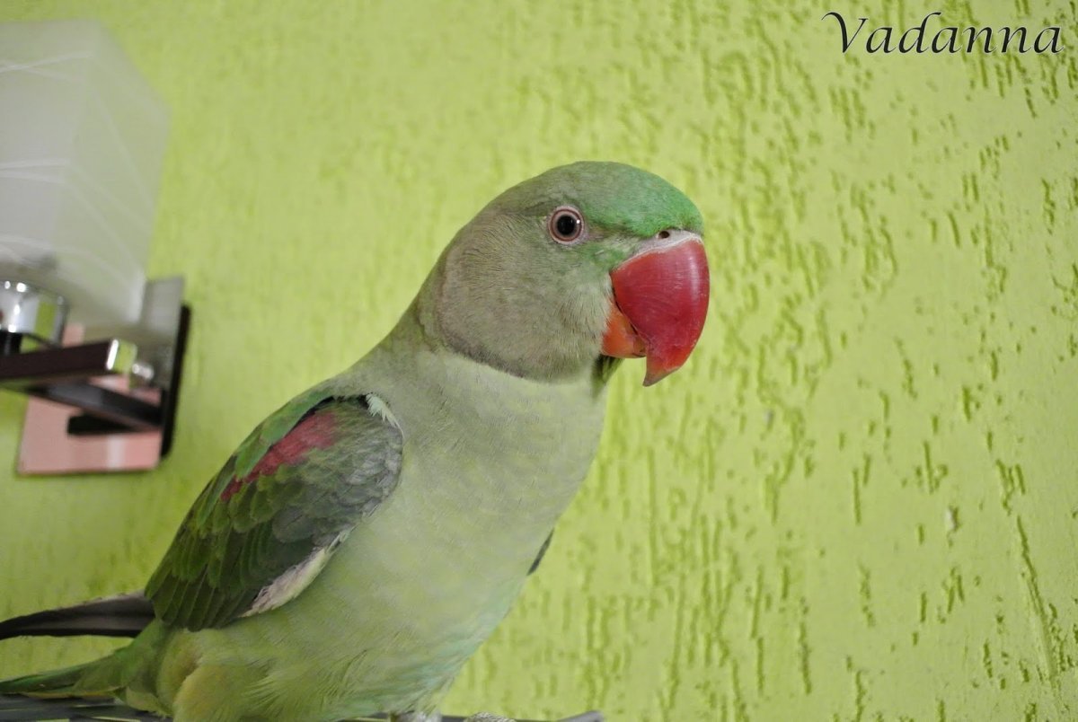 Белый Александрийский попугай