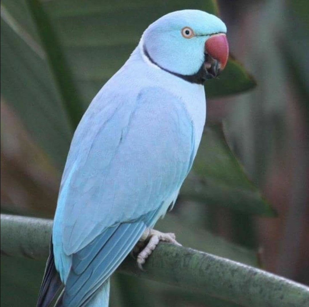 Серый ожереловый попугай