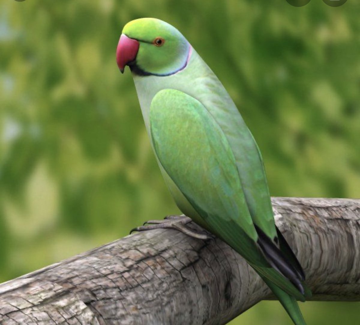 Ожереловый попугай