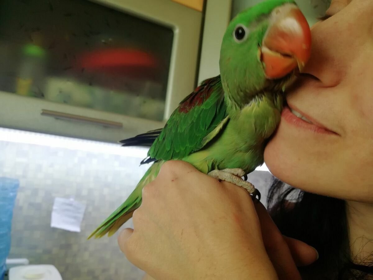 Александрийский ожереловый попугай