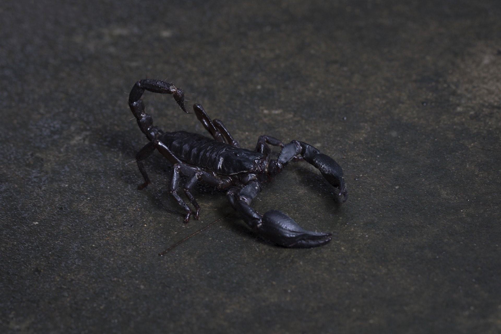 Скорпион s1e6. Скорпион Microtityus Minimus. Heterometrus cyaneus. Скорпион 1.1. Самый красивый Скорпион.