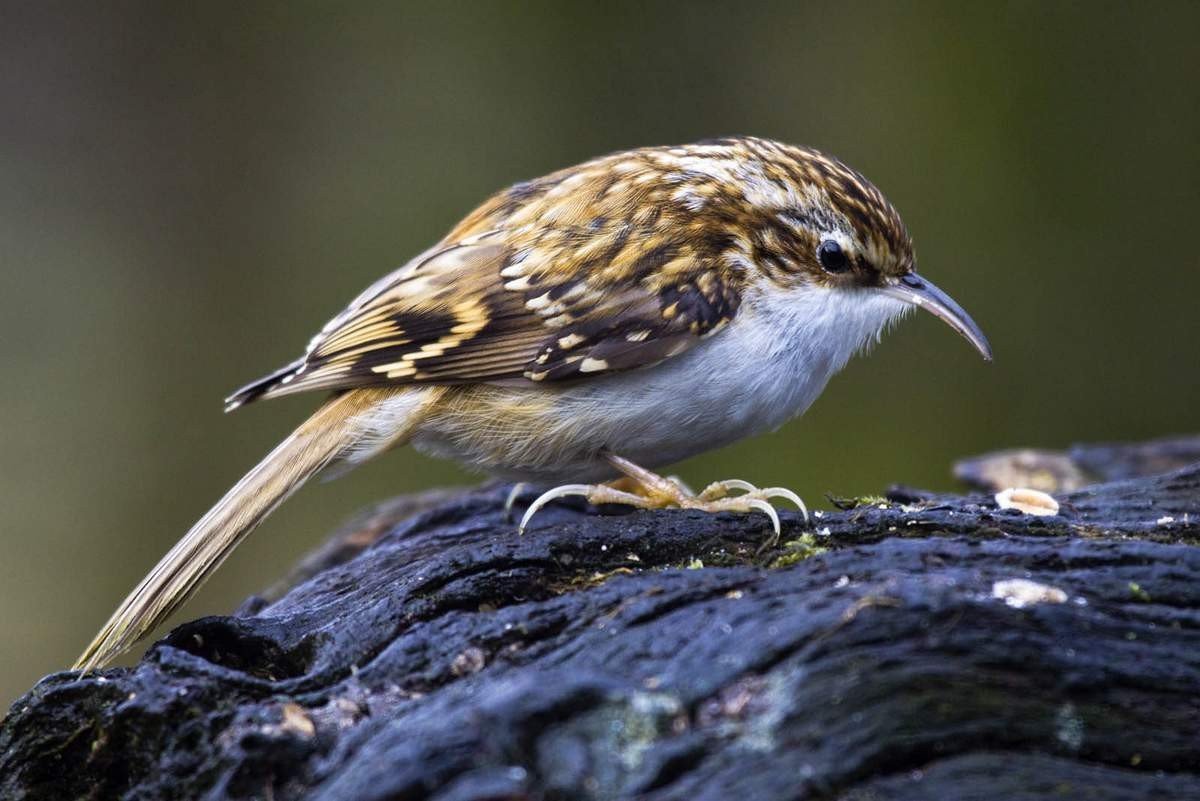 Пищуха обыкновенная птица