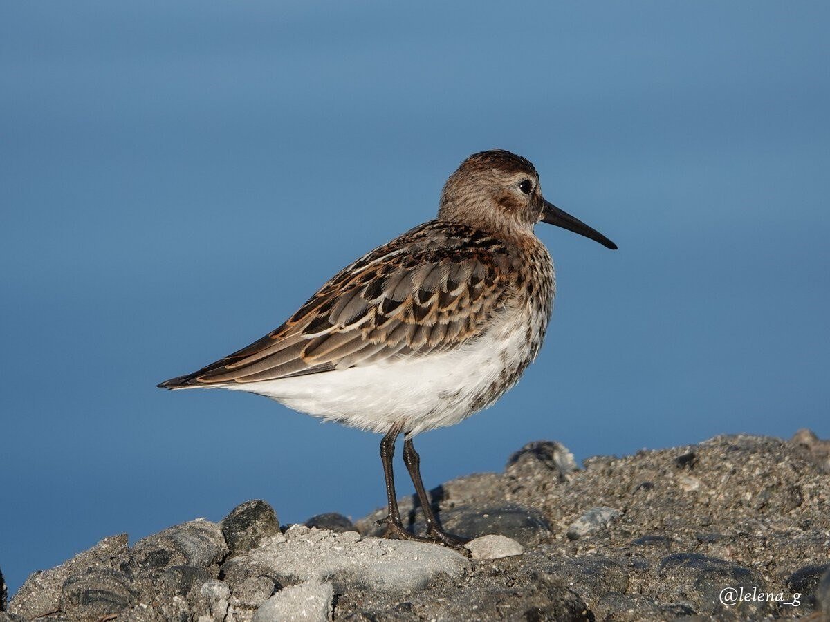Птица с длинным клювом