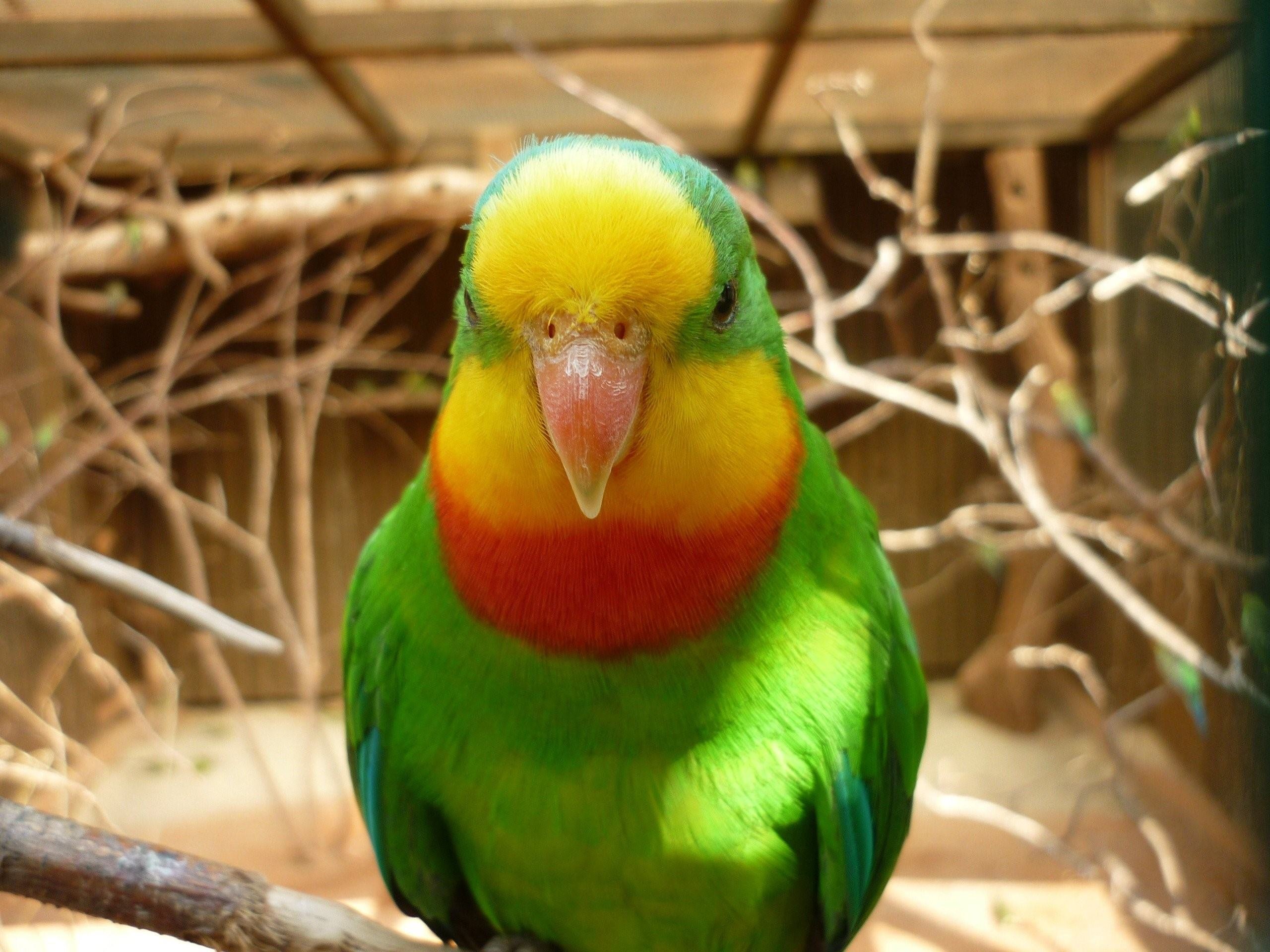 Какад. Попугай зеленый волнистик. Попугай лорикет красный. Попугай монах Калита красно желтый. Желто зеленый попугай.