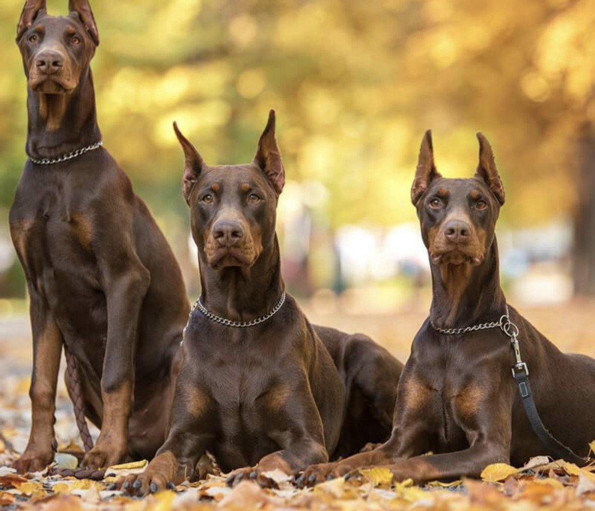 Доберман-пинчер шоколадный