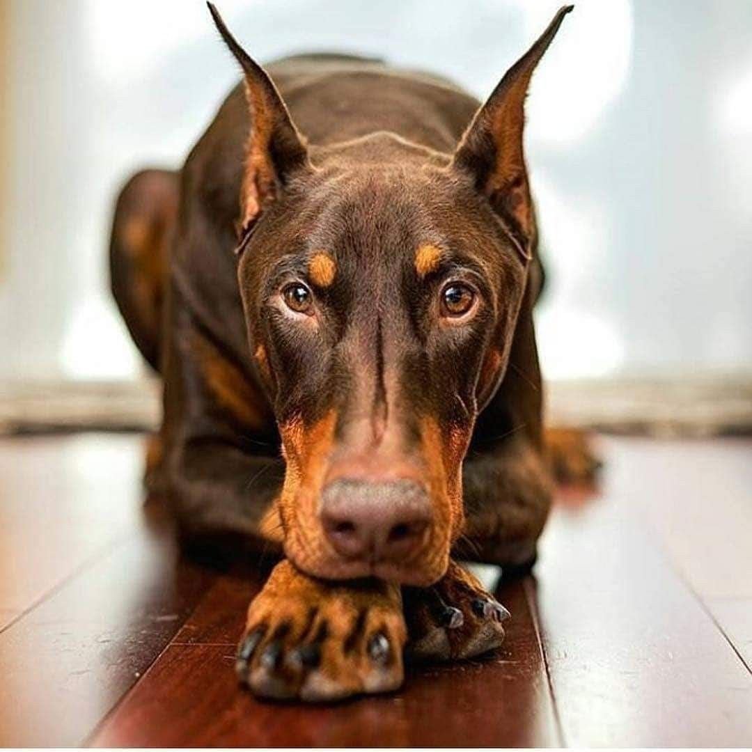 Доберман-пинчер шоколадный