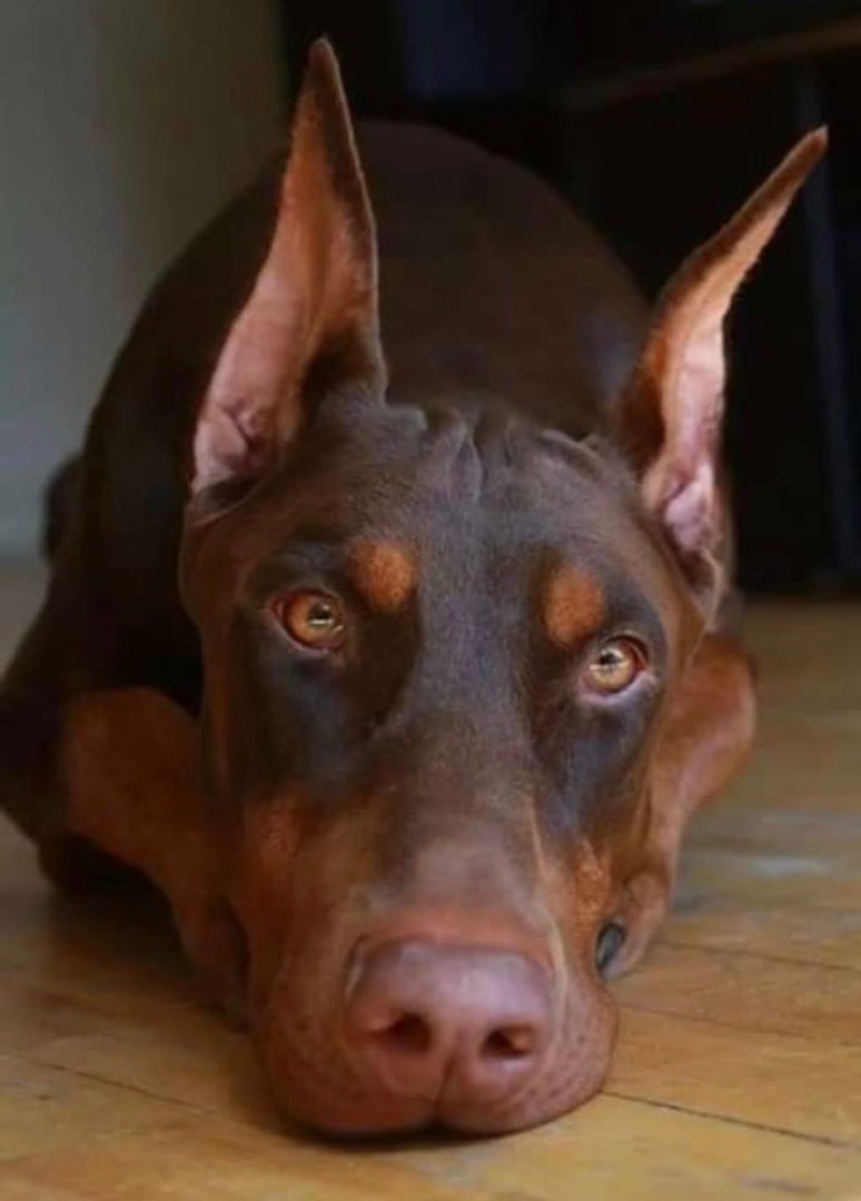 Доберман-пинчер шоколадный